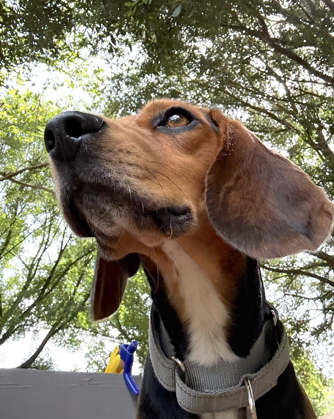 Enlarge Bean, a ADOPTABLE Beagle in Tomball, TX image 4/6