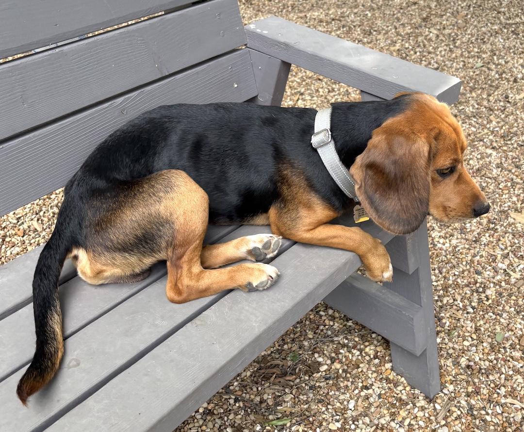 Enlarge Bean, a ADOPTABLE Beagle in Tomball, TX image 5/6