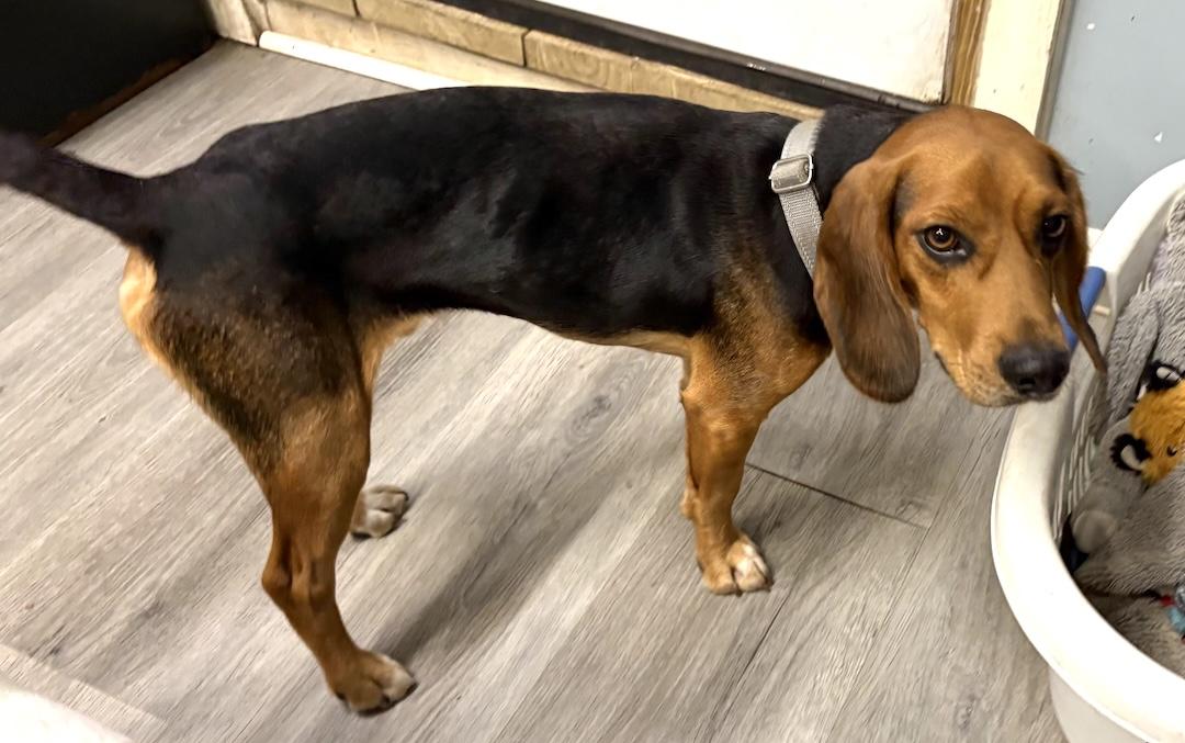 Enlarge Bean, a ADOPTABLE Beagle in Tomball, TX image 3/6