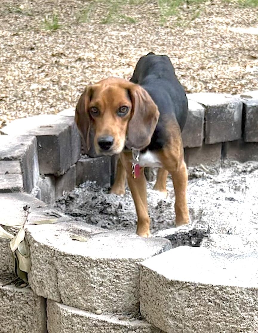 Enlarge Bean, a ADOPTABLE Beagle in Tomball, TX image 6/6