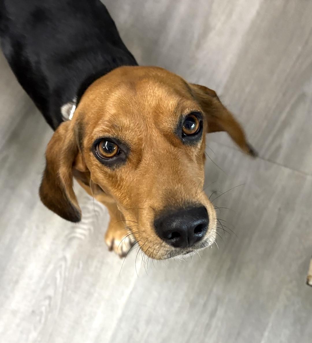 Enlarge Bean, a ADOPTABLE Beagle in Tomball, TX image 1/6