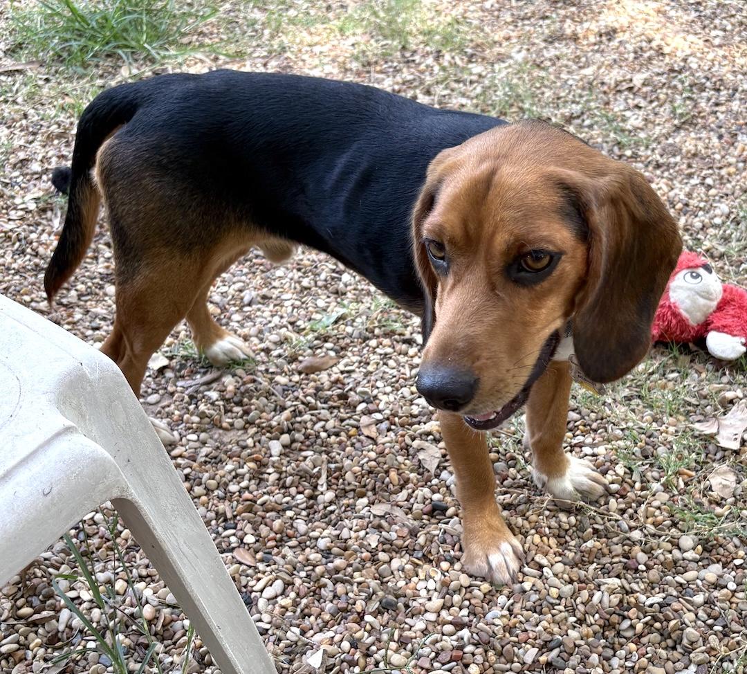 Enlarge Bean, a ADOPTABLE Beagle in Tomball, TX image 2/6