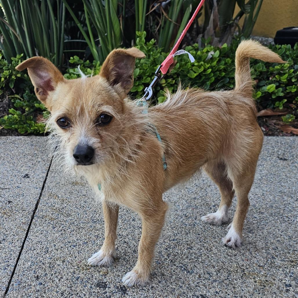 Chico, Adoptable, Adult Male Terrier & Chihuahua.