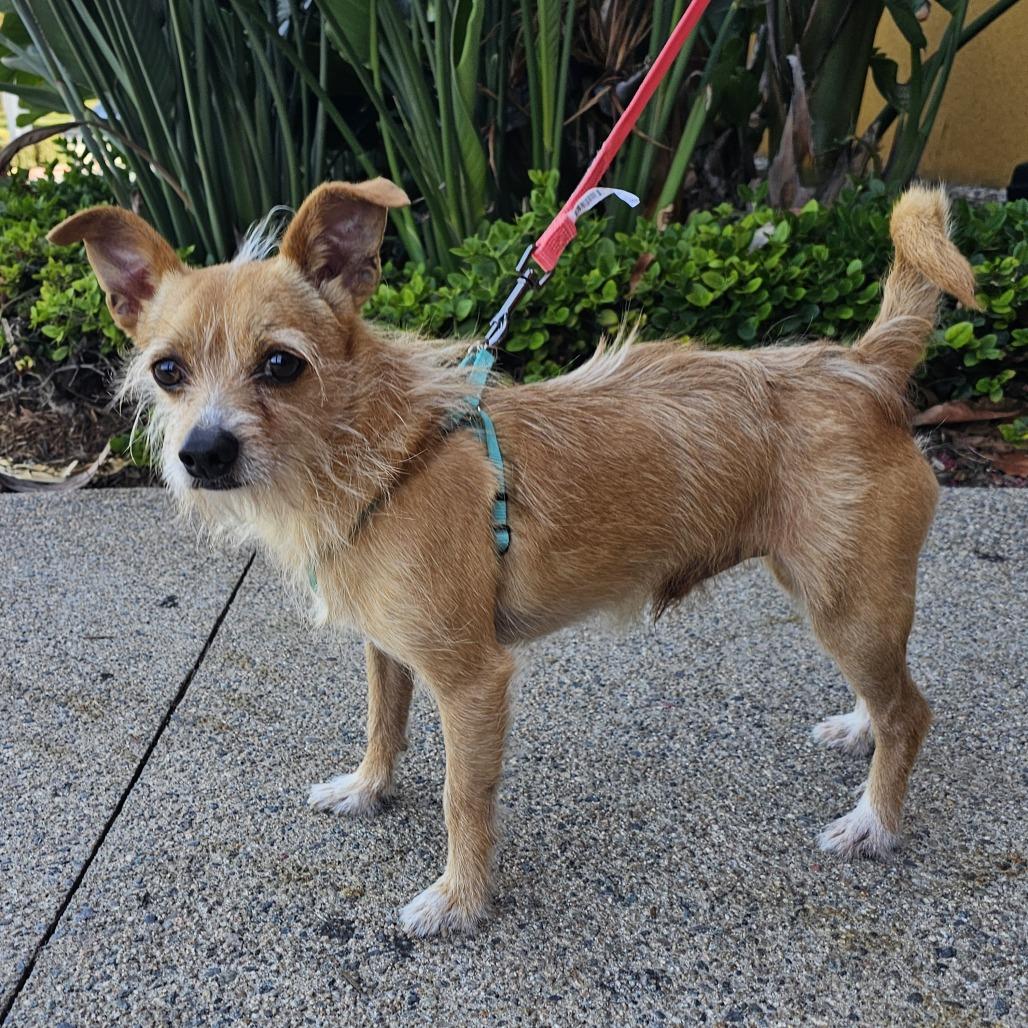 Chico, a Adoptable mixed breed in Apple Valley, CA image 2/4