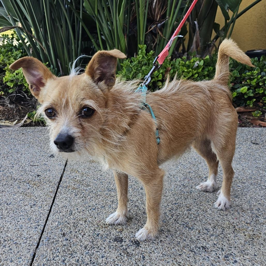 Chico, a Adoptable mixed breed in Apple Valley, CA image 3/4