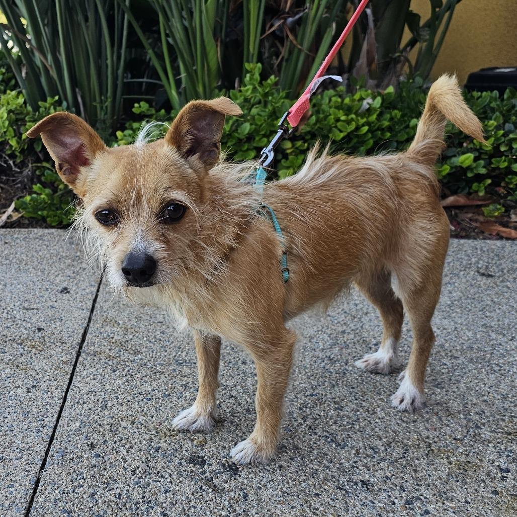 Chico, a Adoptable mixed breed in Apple Valley, CA image 4/4