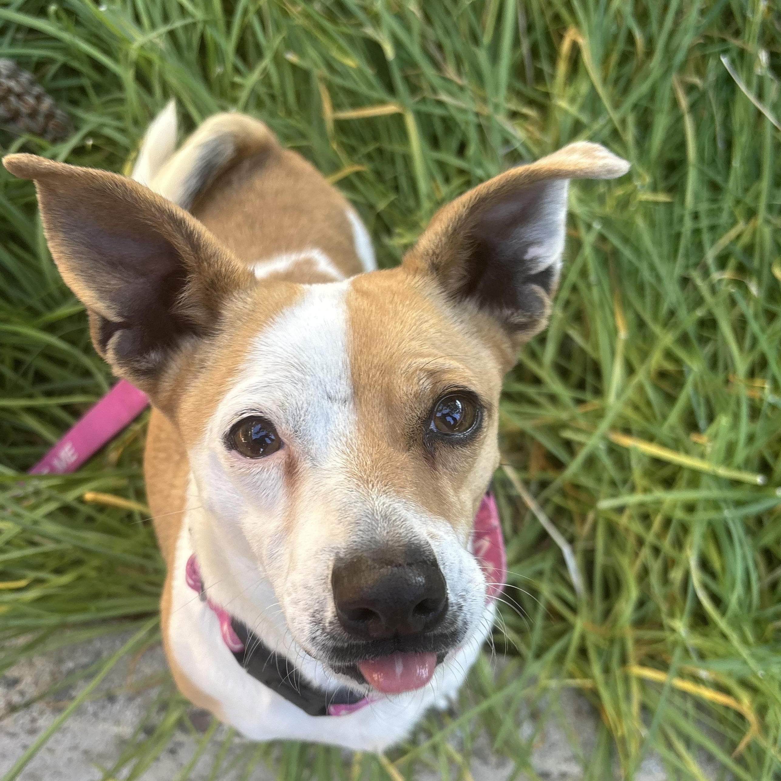 Sookie, a Adoptable mixed breed in San Jose, CA image 2/4