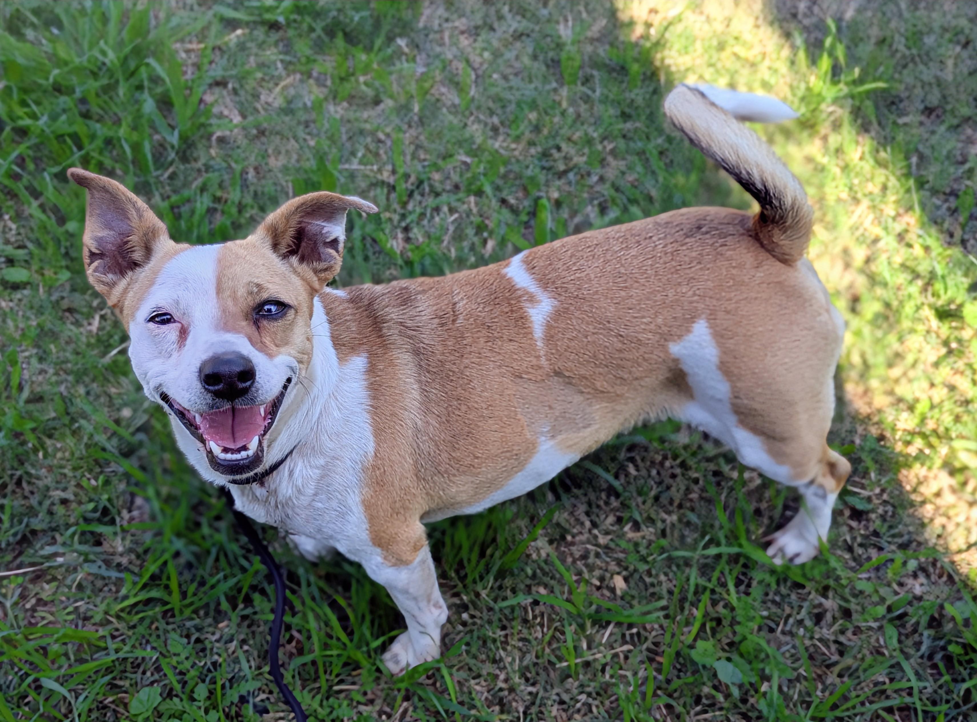 Sookie, a Adoptable mixed breed in San Jose, CA image 1/3