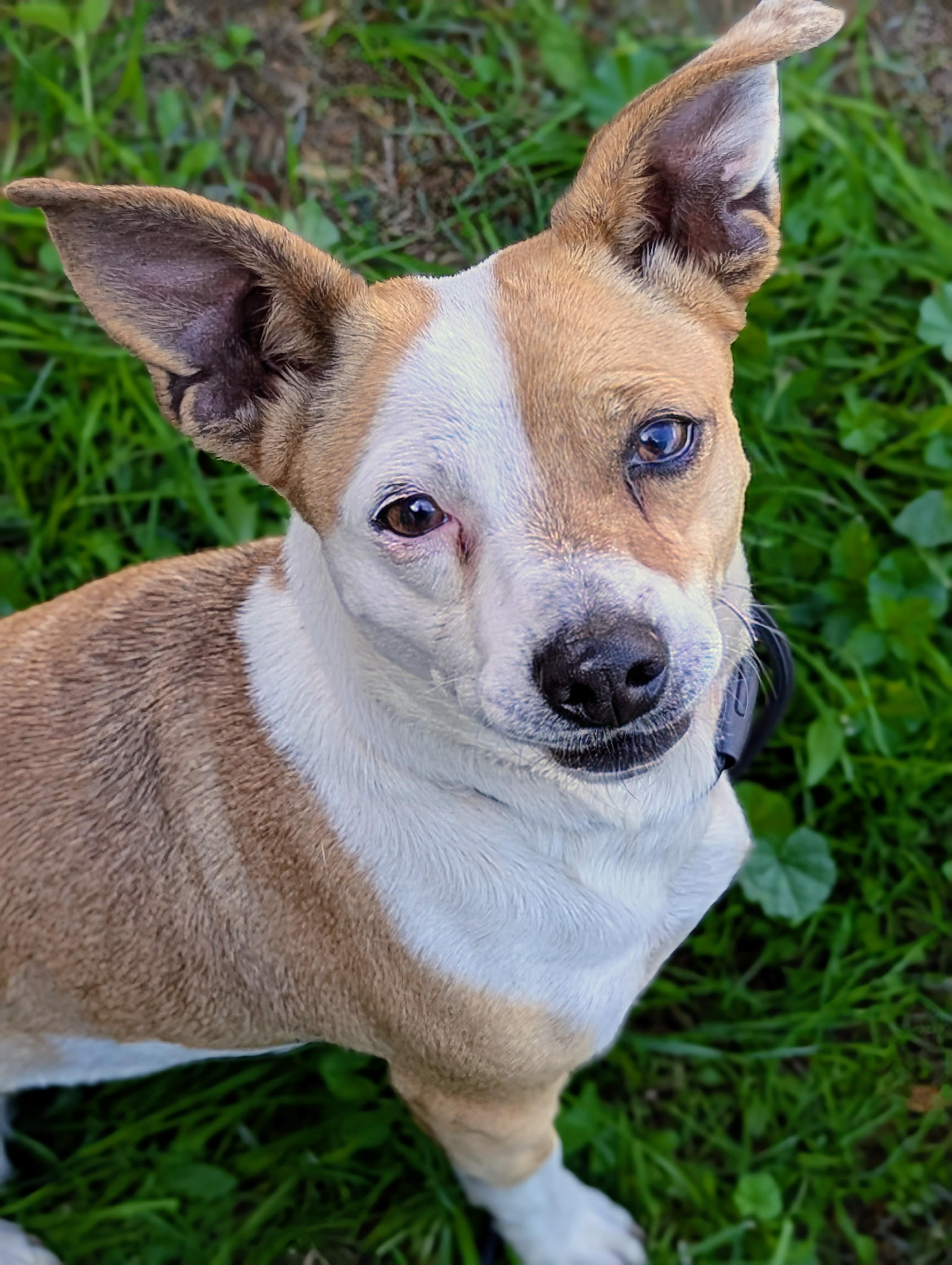 Sookie, Adoptable, Adult Female Jack Russell Terrier.