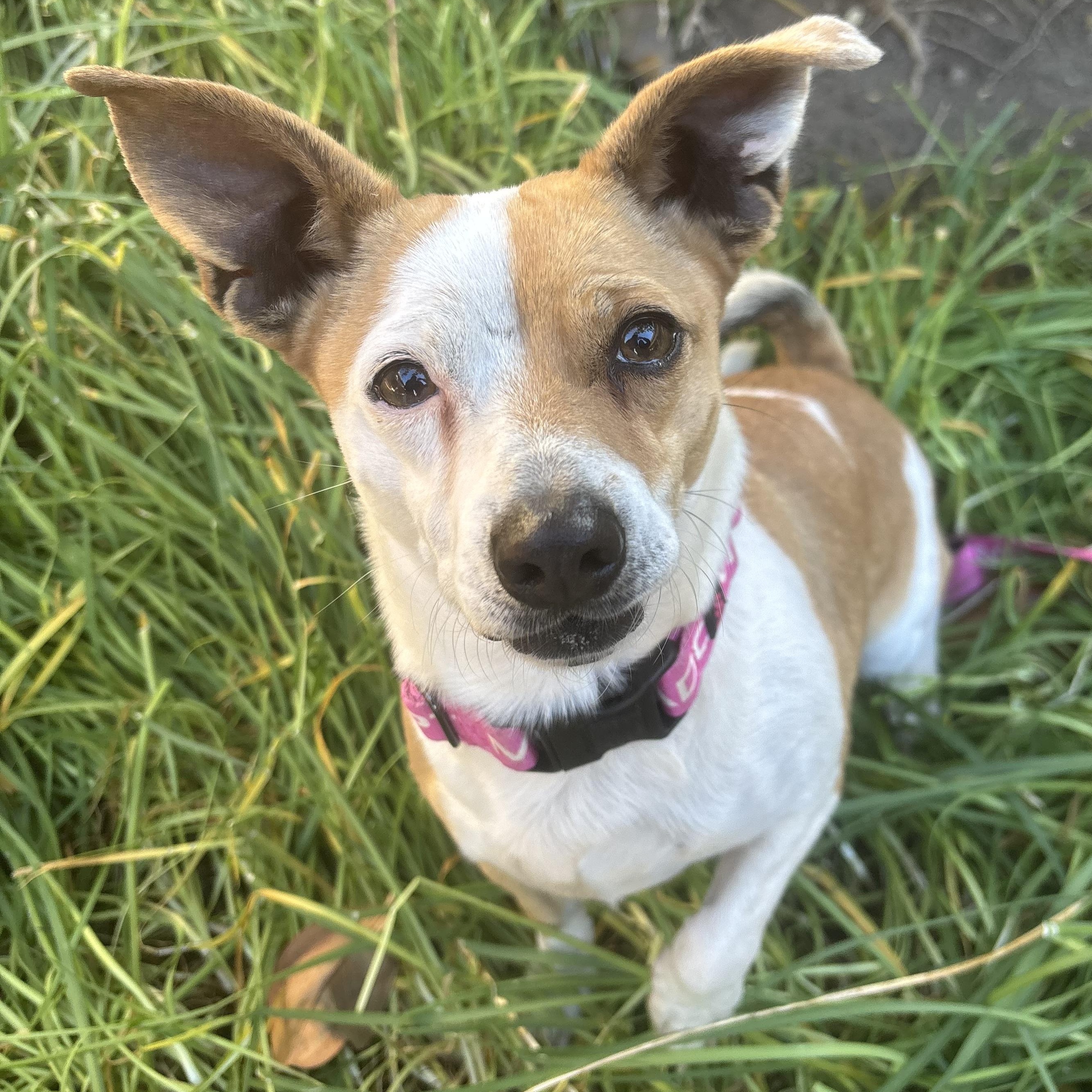 Sookie, Adoptable, Adult Female Jack Russell Terrier.