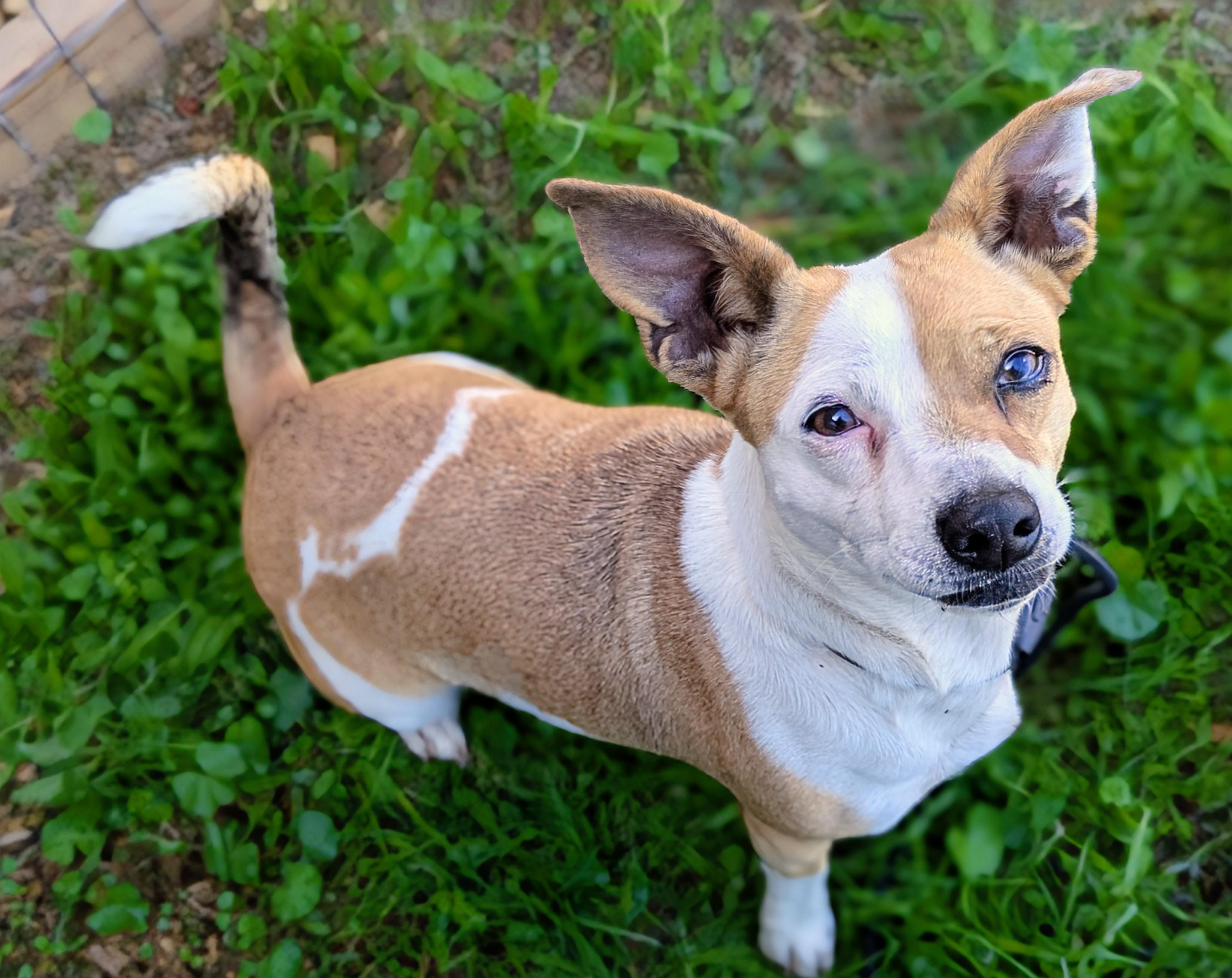 Sookie, a Adoptable mixed breed in San Jose, CA image 3/3