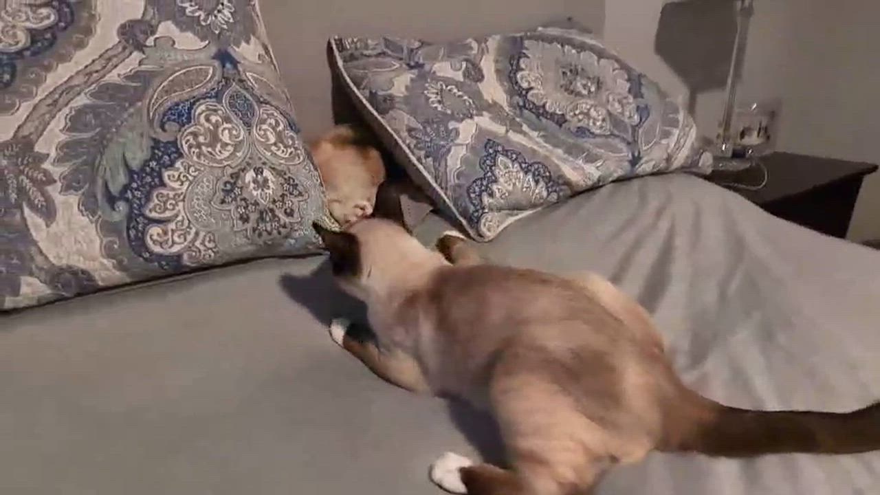 Enlarge Skippy Jon Jones, an adopted mixed breed in Edmonton, AB video 5/5
