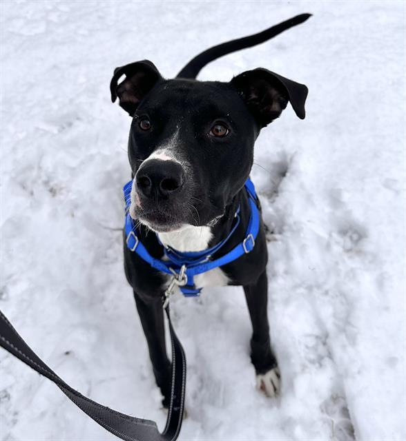 MOWGLI, Adoptable, Young Male Pit Bull Terrier & Mixed Breed.