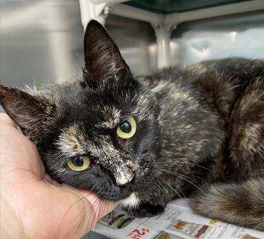 Yes Ma`am, Adoptable, Adult Female Domestic Short Hair & Domestic Short Hair.
