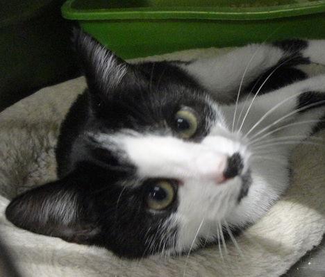 TONI, Adoptable, Adult Female Domestic Short Hair.