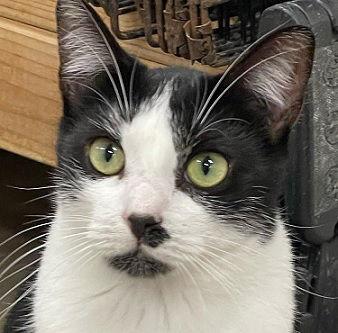 TONI, a Adoptable Domestic Short Hair in Massapequa, NY image 2/6