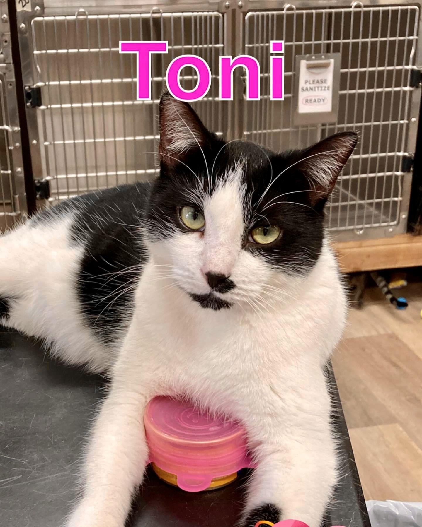 TONI, a Adoptable Domestic Short Hair in Massapequa, NY image 3/6