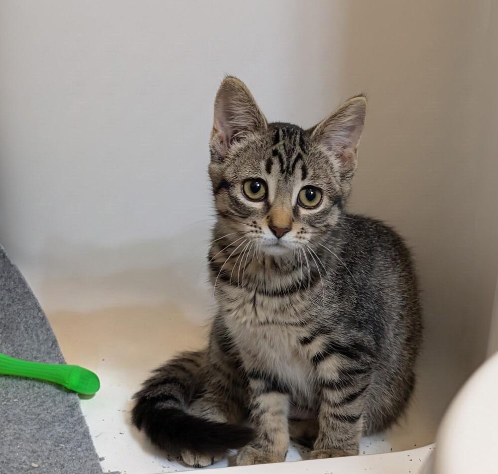 Matcha #3, Adoptable, Kitten Female Domestic Short Hair & Tabby.