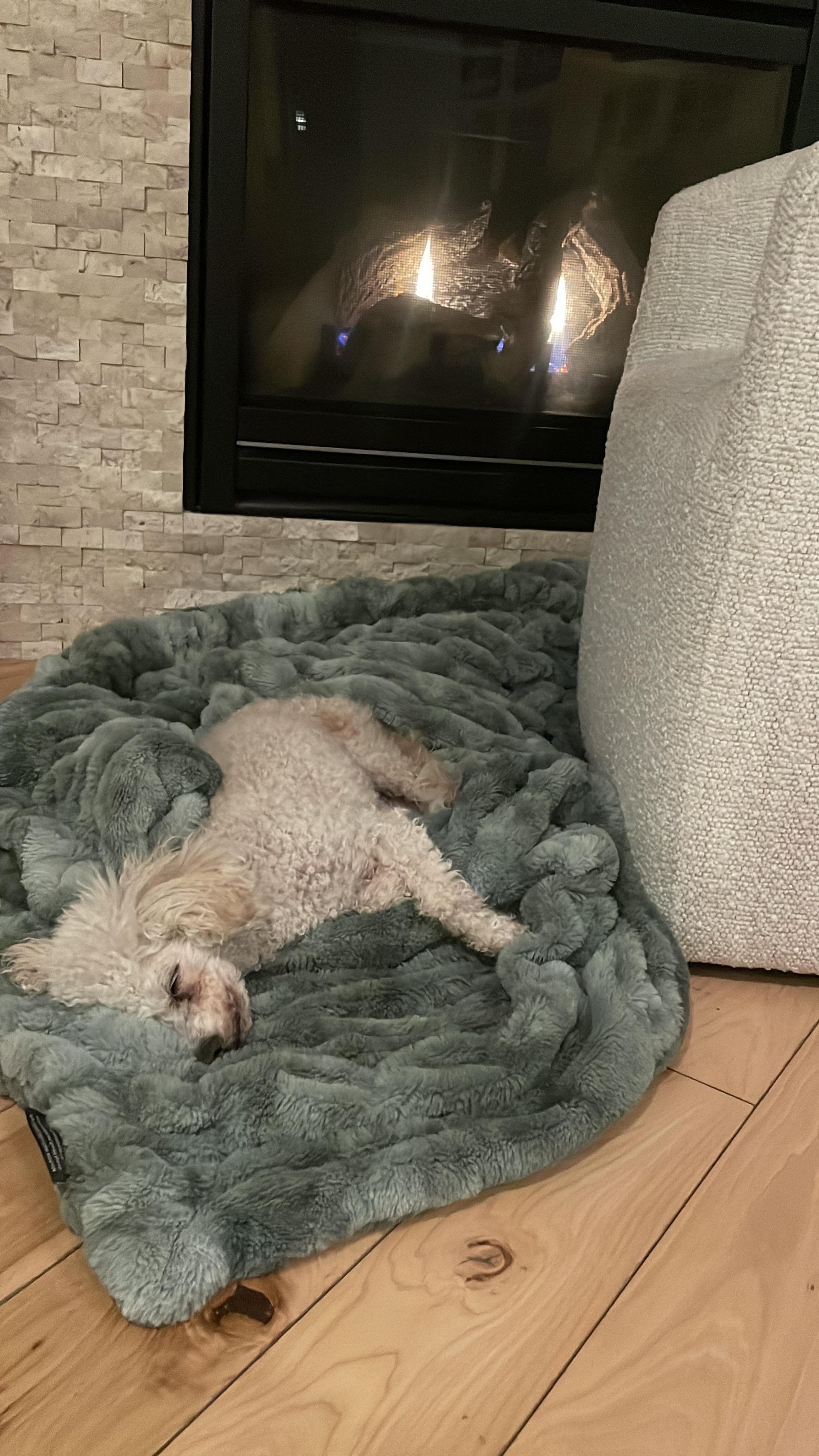 Mimi, Adoptable, Senior Female Poodle & Mixed Breed.