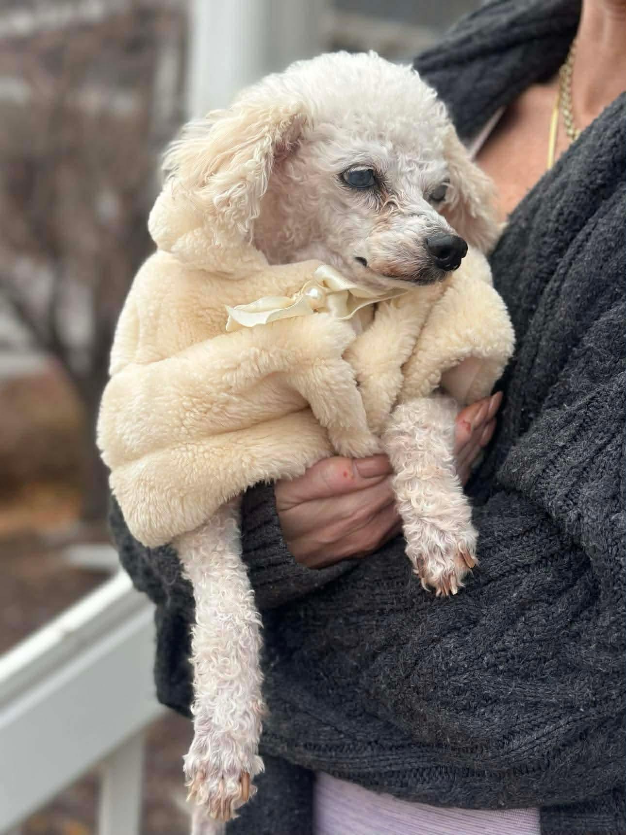 Enlarge Mimi, a Adoptable mixed breed in Windsor, CO image 1/5