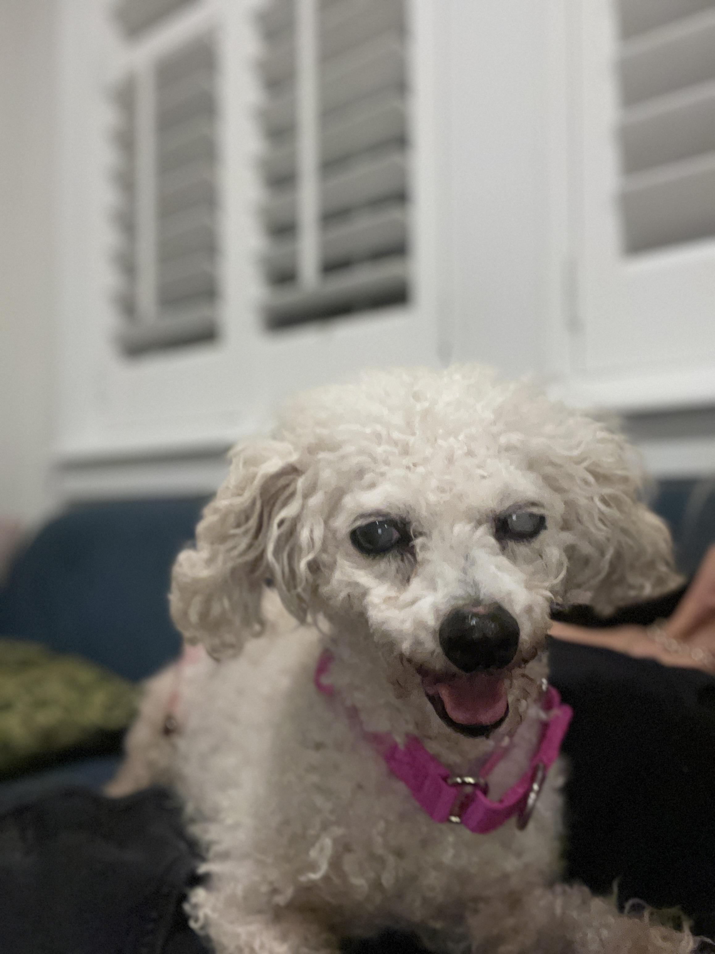 Enlarge Mimi, a Adoptable mixed breed in Windsor, CO image 2/5