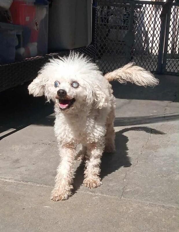 Enlarge Mimi, a Adoptable mixed breed in Windsor, CO image 3/5