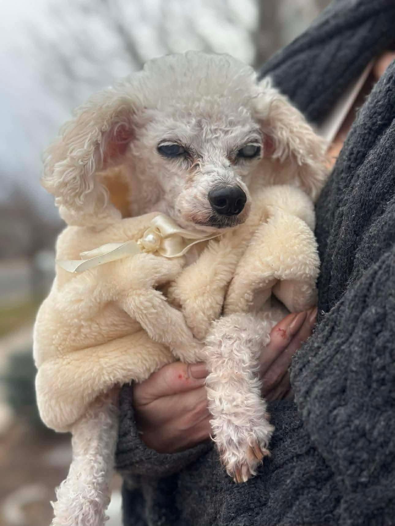 Enlarge Mimi, a Adoptable mixed breed in Windsor, CO image 5/5