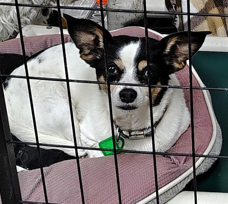 Bijou and Dash, Adoptable, Senior Female Chihuahua & Jack Russell Terrier.