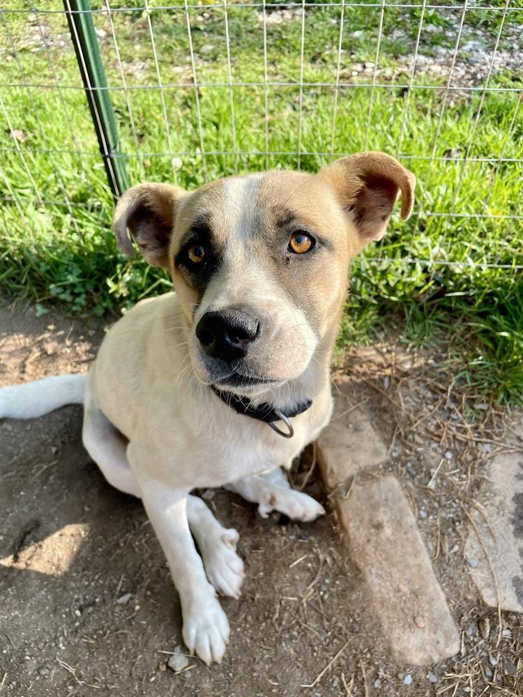 Apollo, Adoptable, Young Male German Shepherd Dog & Carolina Dog.