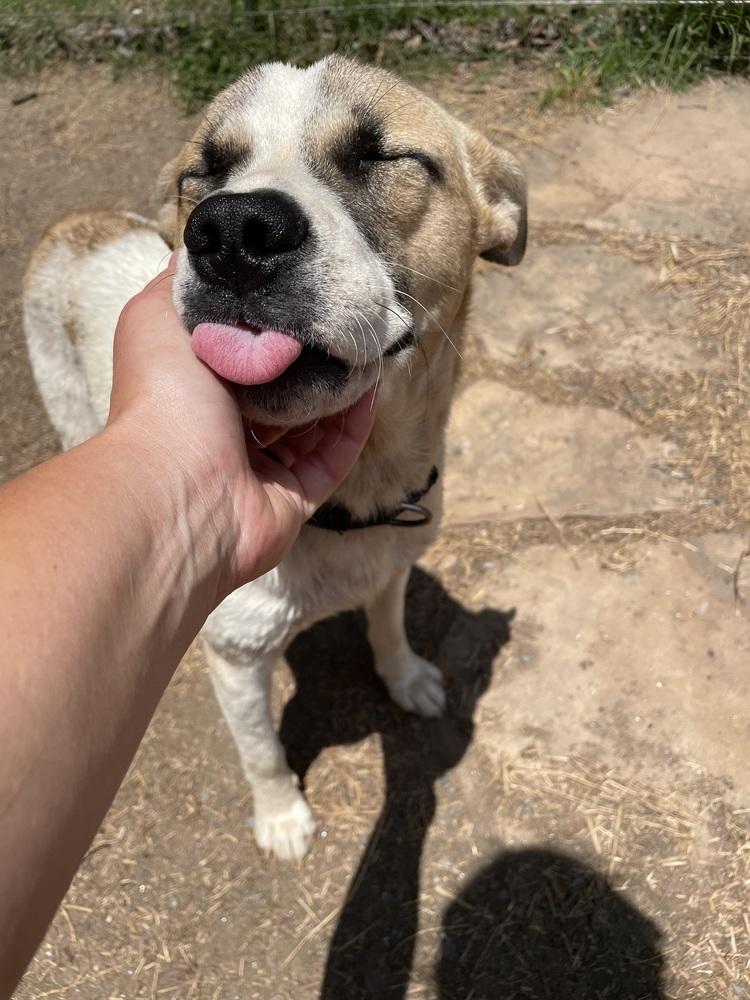 Enlarge Apollo, a Adoptable mixed breed in Newnan, GA image 2/6