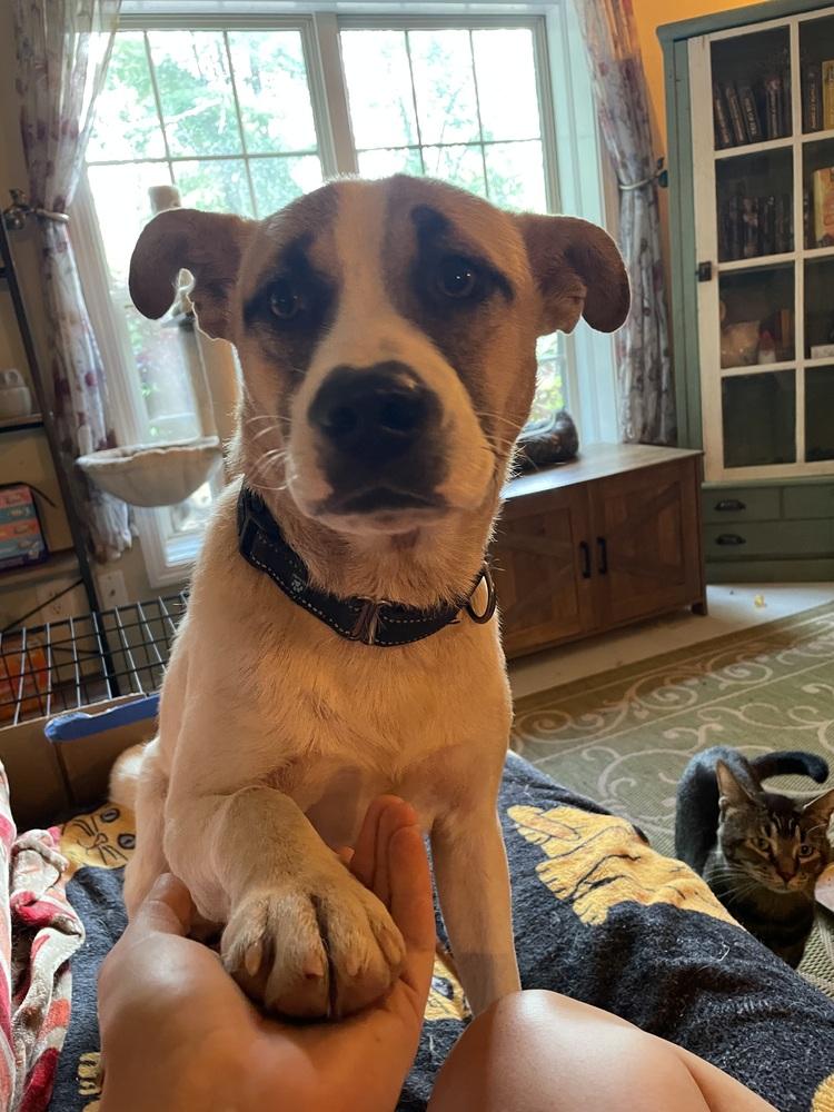 Enlarge Apollo, a Adoptable mixed breed in Newnan, GA image 3/6