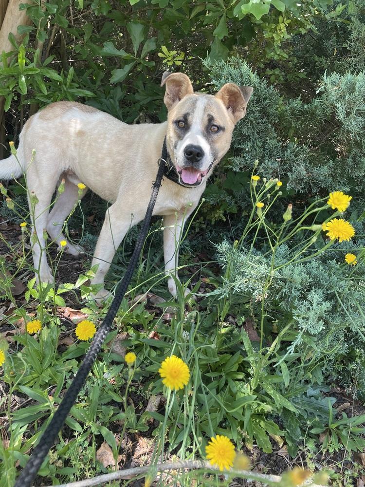 Apollo, Adoptable, Young Male Shepherd & Great Pyrenees.