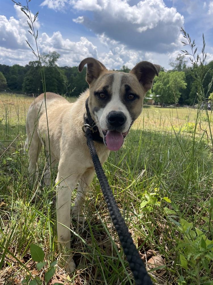 Enlarge Apollo, a Adoptable mixed breed in Newnan, GA image 2/2