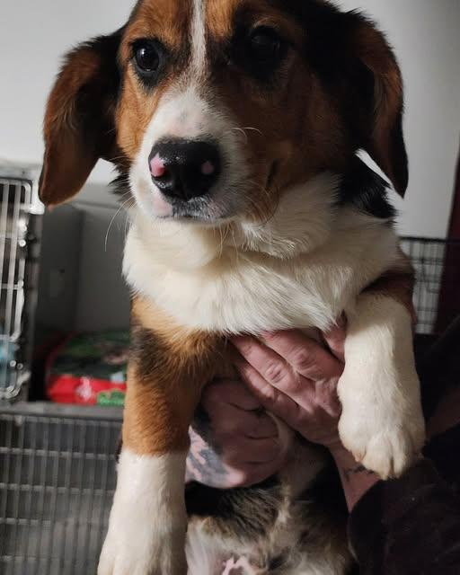 Buster-Corgi Pup, ADOPTABLE, Puppy Male Corgi.