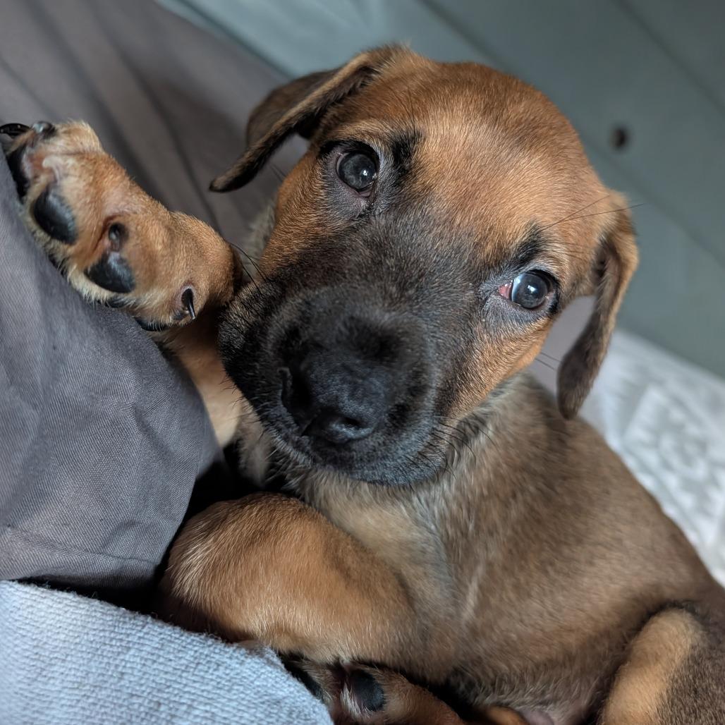 Enlarge Hershel, a Adoptable Mixed Breed in Melbourne, KY image 1/6