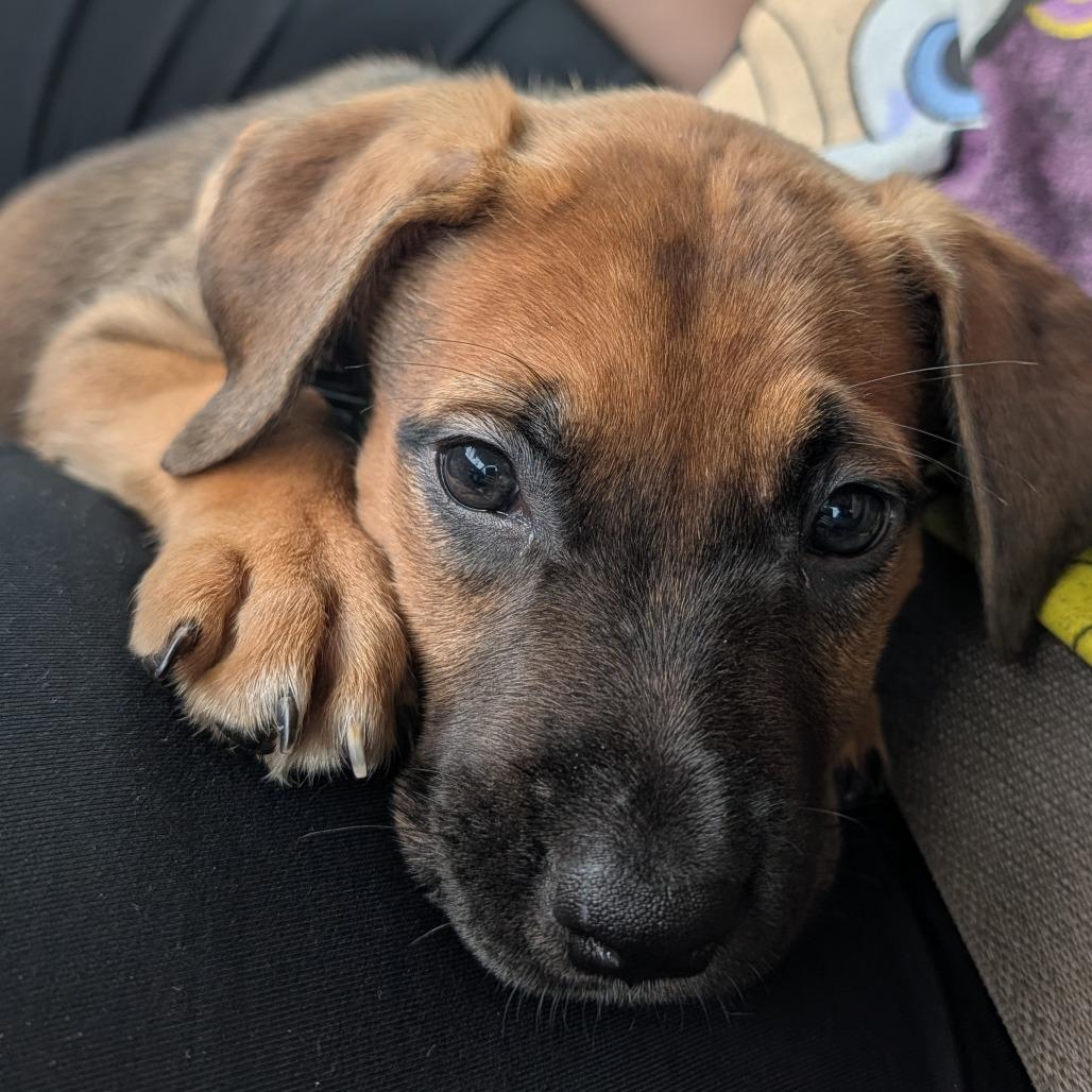 Enlarge Hershel, a Adoptable Mixed Breed in Melbourne, KY image 2/6