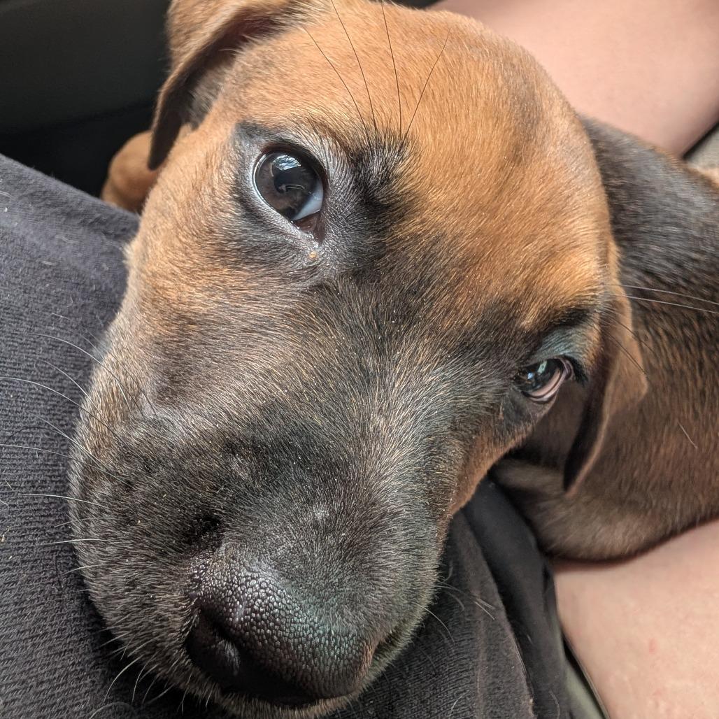 Enlarge Hershel, a Adoptable Mixed Breed in Melbourne, KY image 3/6