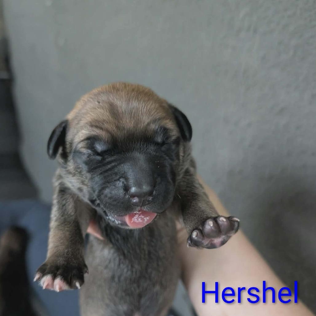 Enlarge Hershel, a Adoptable Mixed Breed in Melbourne, KY image 4/6