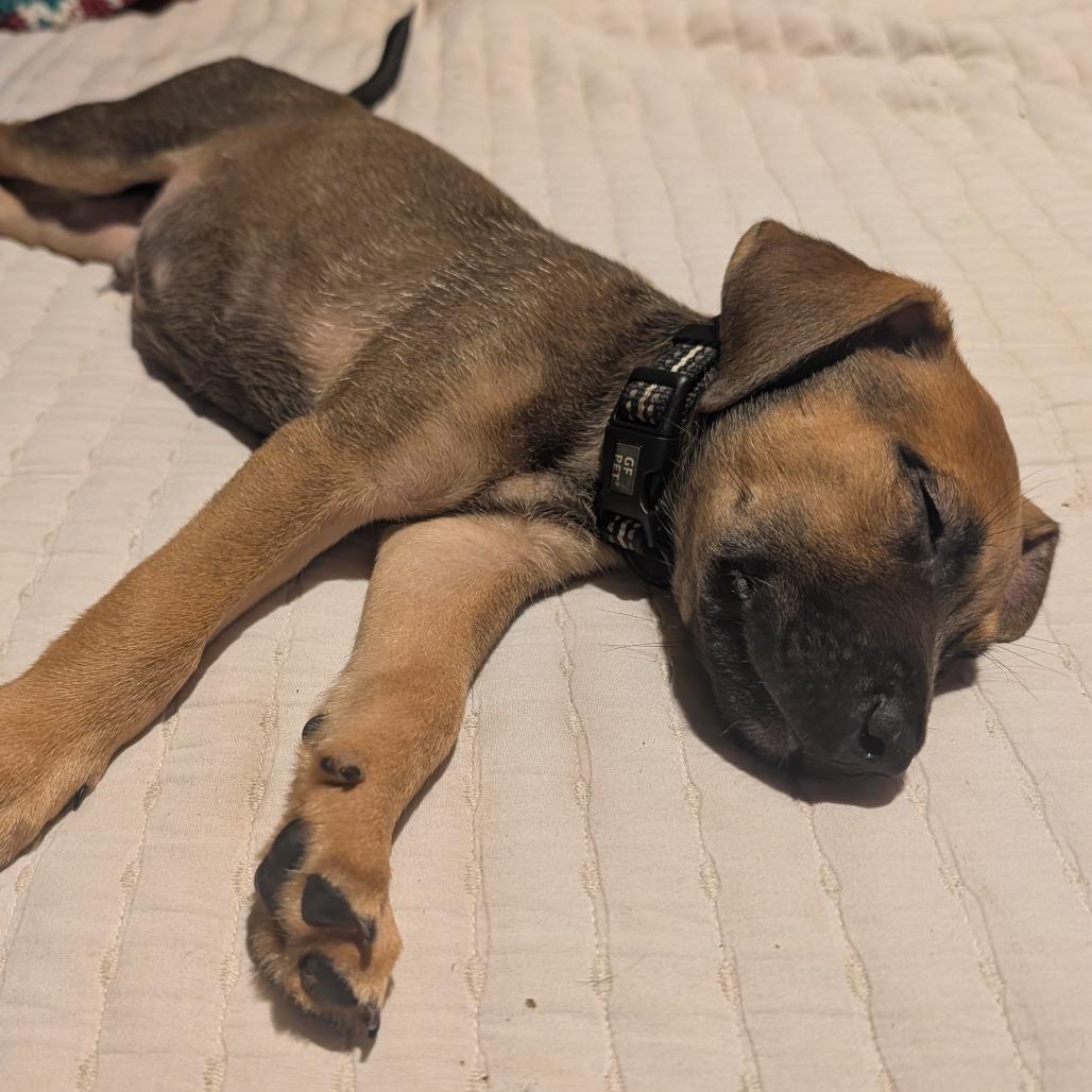 Enlarge Hershel, a Adoptable Mixed Breed in Melbourne, KY image 5/6