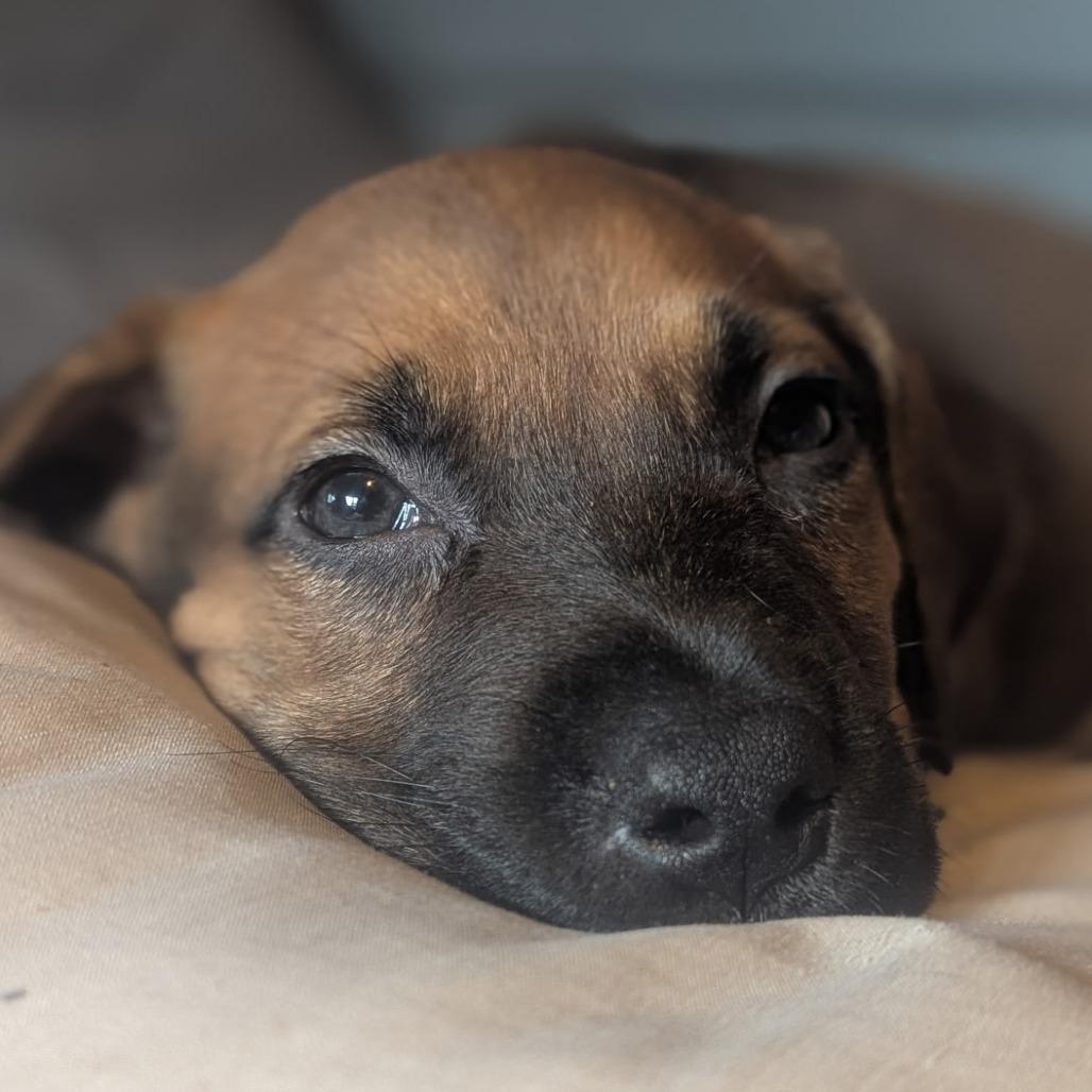 Enlarge Hershel, a Adoptable Mixed Breed in Melbourne, KY image 6/6