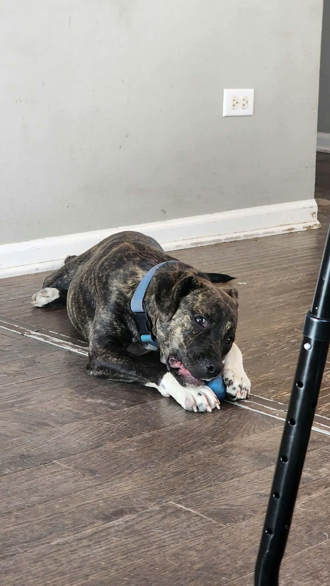 Penny, Adopted, Young Female Terrier.