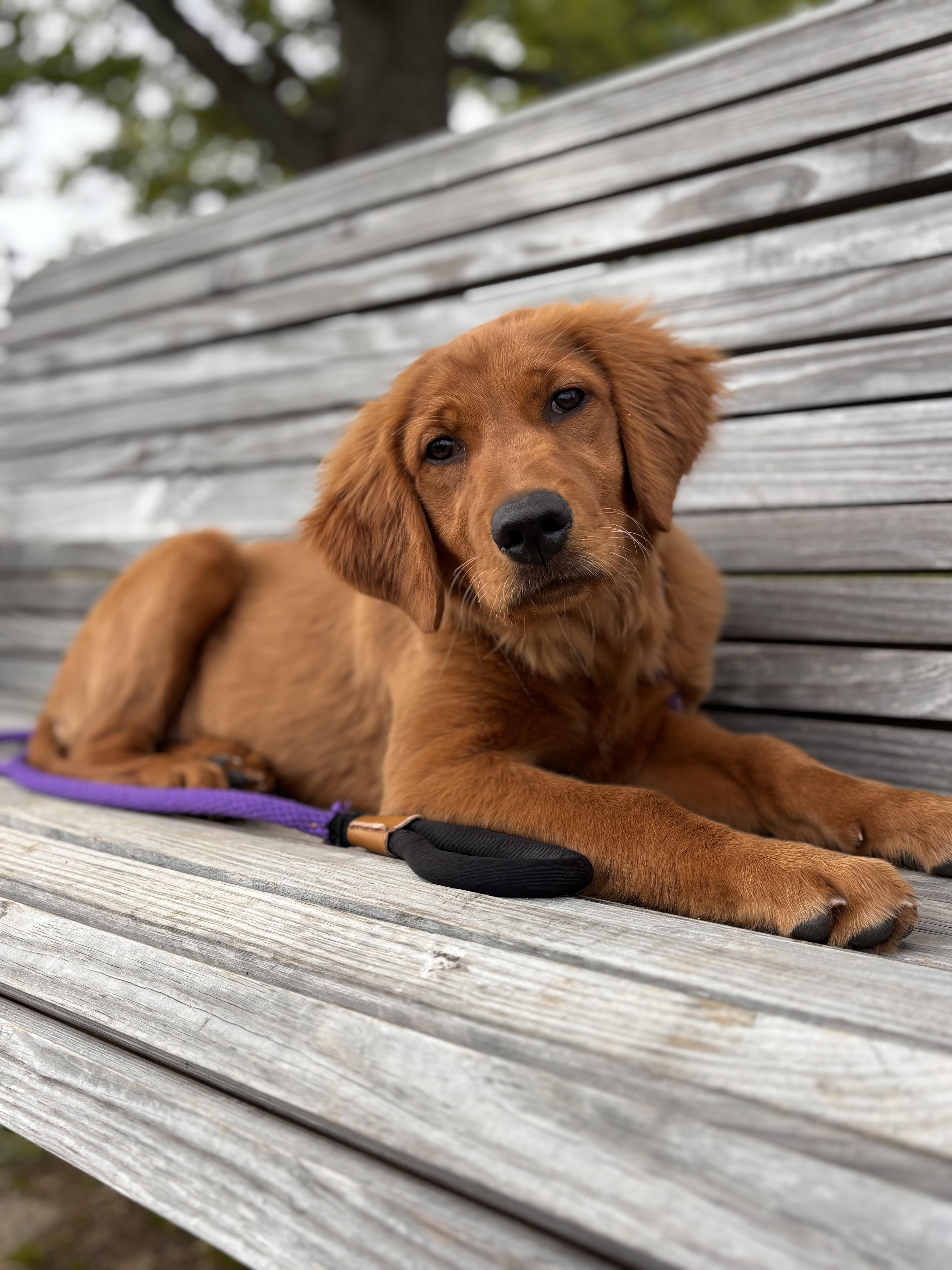 Cece, adopted, Puppy Female Golden Retriever.