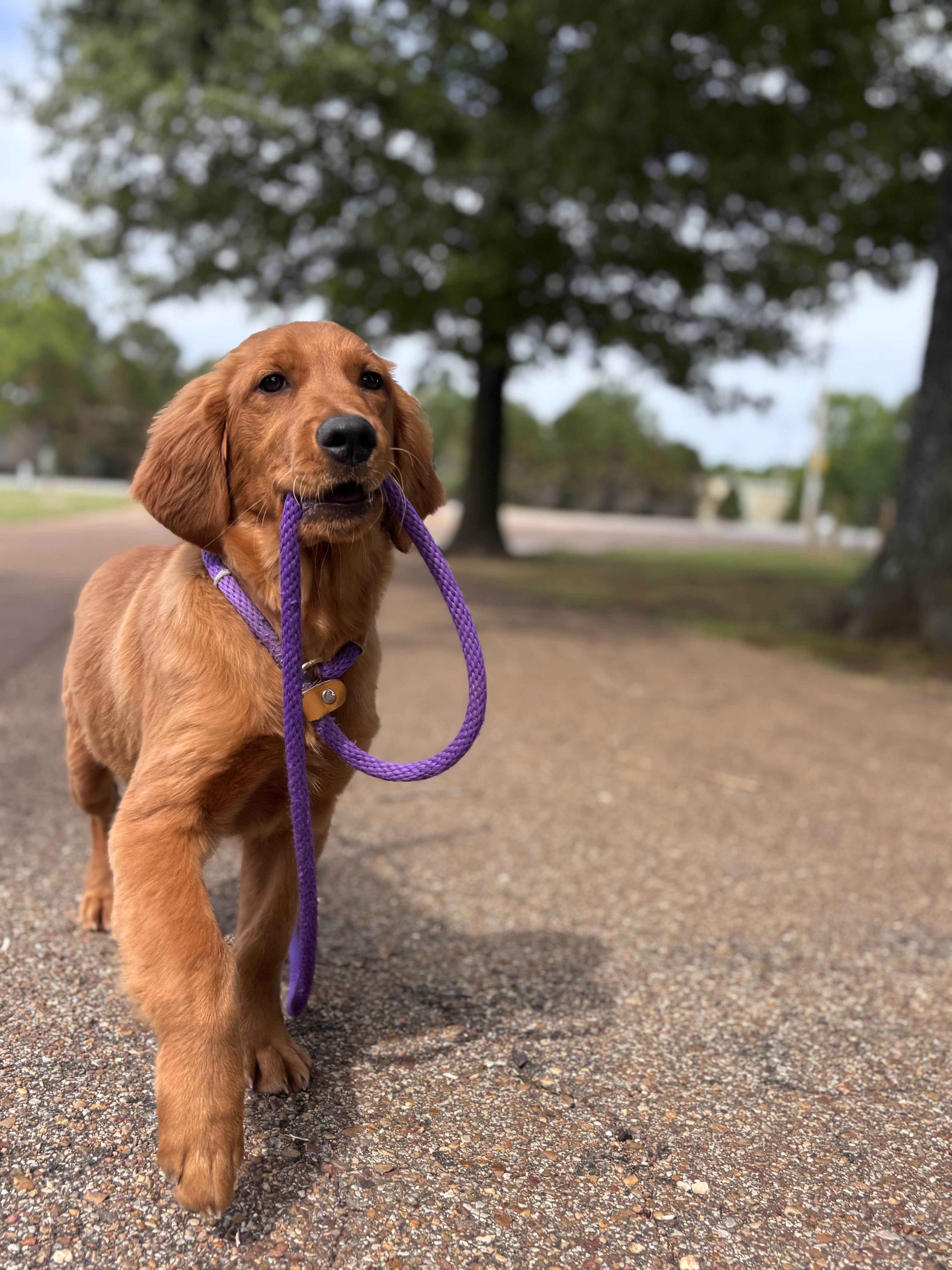 Enlarge Cece, an adopted Golden Retriever in Collierville, TN image 2/5