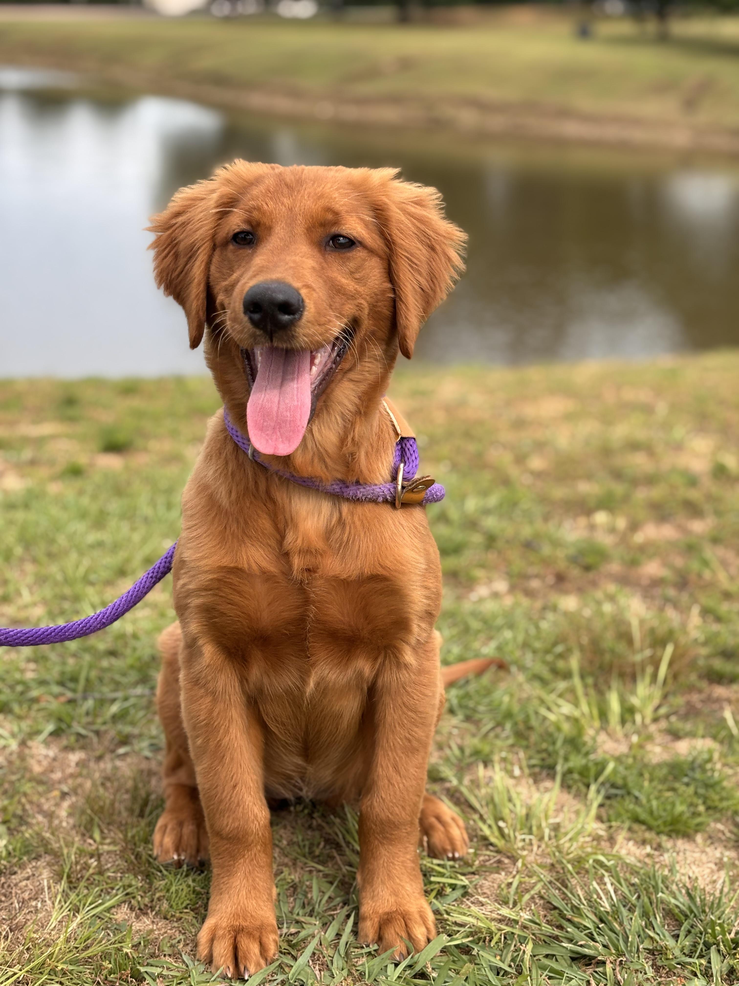 Enlarge Cece, an adopted Golden Retriever in Collierville, TN image 4/5