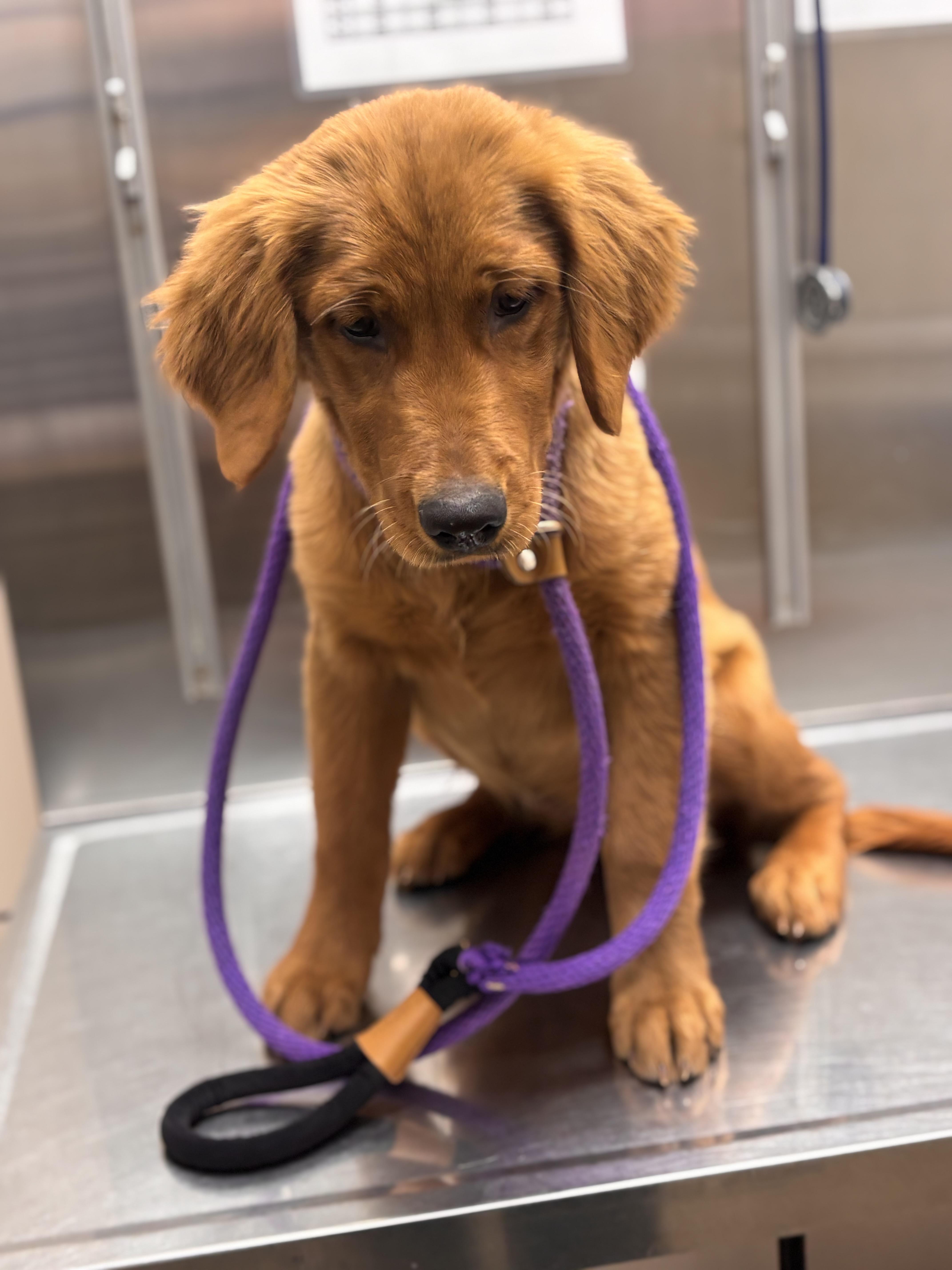Enlarge Cece, an adopted Golden Retriever in Collierville, TN image 3/5