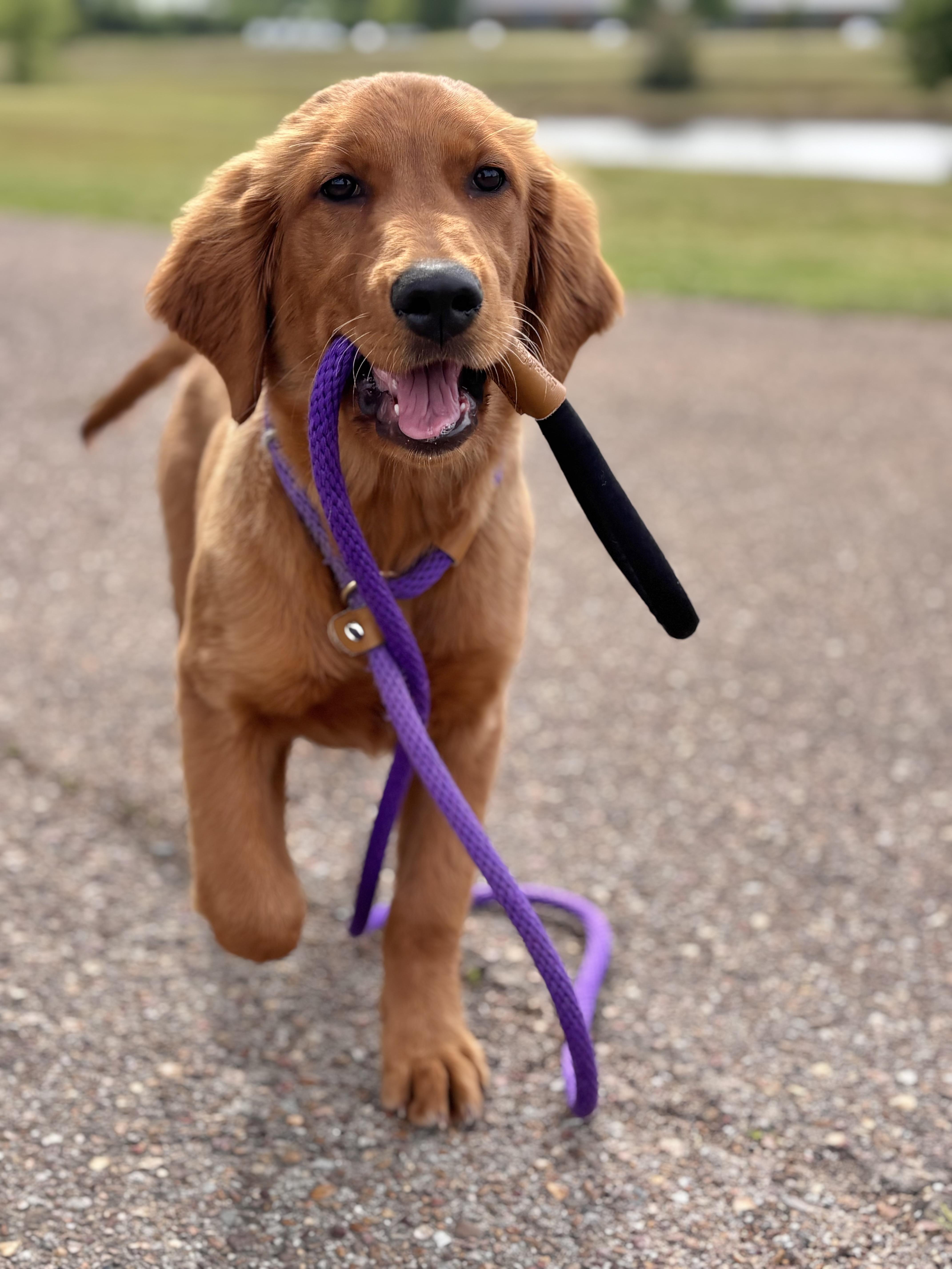 Enlarge Cece, an adopted Golden Retriever in Collierville, TN image 5/5
