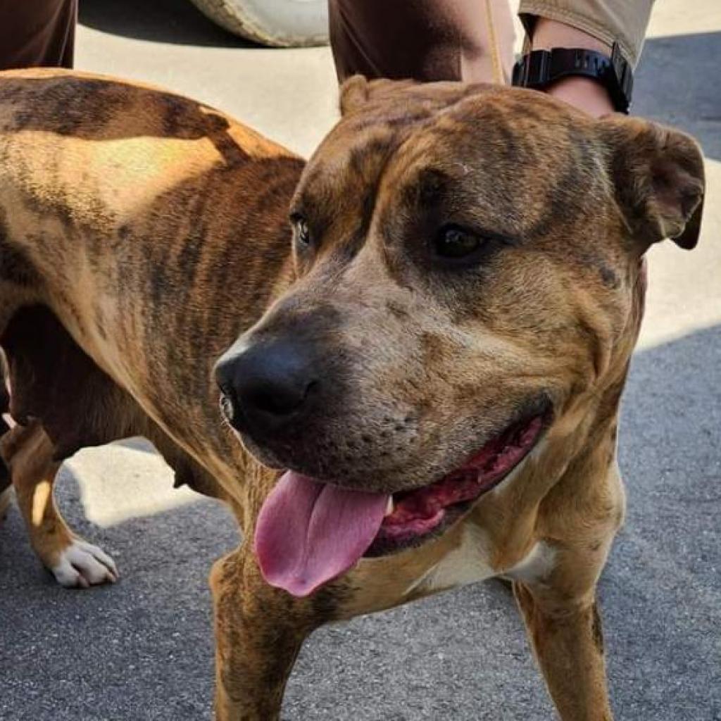 Tess 26-264, Adoptable, Adult Female Pit Bull Terrier.