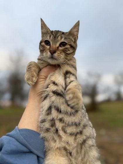 Enlarge Worthy, a Adoptable mixed breed in Berwick, PA image 1/1