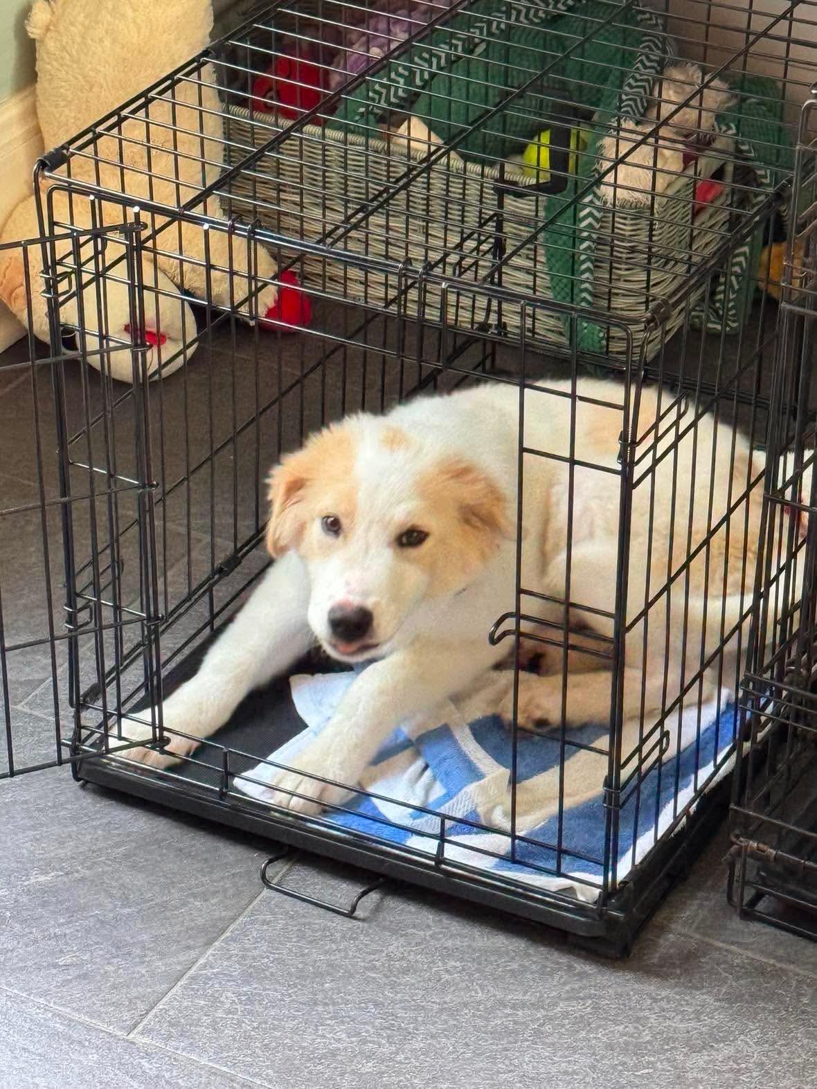 Nimbus, a ADOPTABLE mixed breed in Wando, SC image 2/3