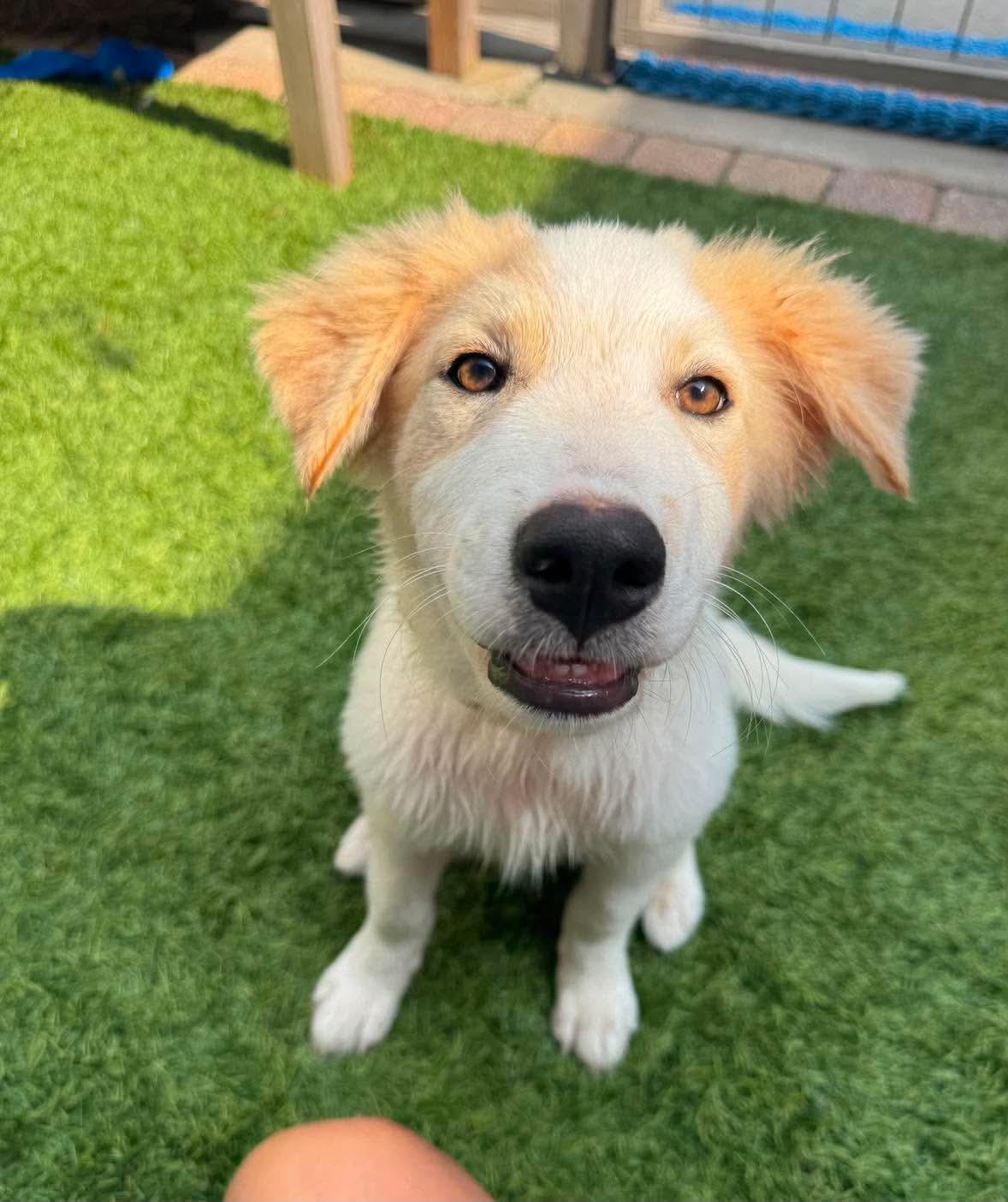 Nimbus, ADOPTABLE, Puppy Male Great Pyrenees.